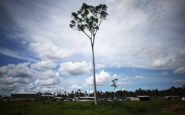 WWF recomienda suscribir Acuerdo de Escazú, clave para consolidar la democracia ambiental