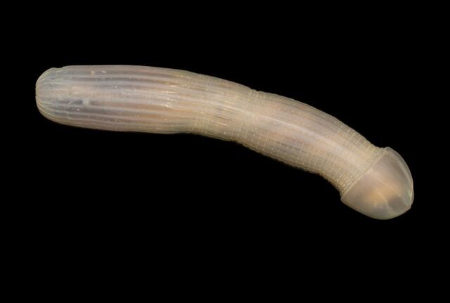 Peculiar forma de nuevo animal en el océano crea locura en las redes