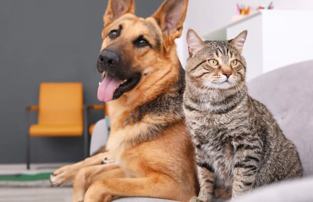 ¿Tu mascota tiene las vacunas al día? Estos son los medicamentos básicos que necesitan los perros y gatos