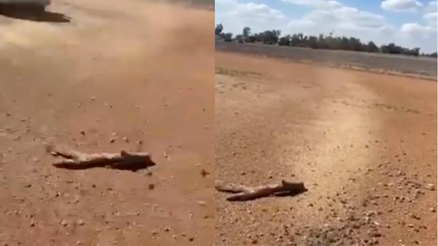 Captan en video una lluvia de ratones en Australia
