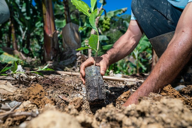 Ahora los agricultores pueden obtener seguros para sus cultivos telefónicamente