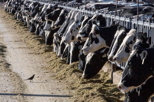 Detectan gripe aviar en carne de vaca lechera