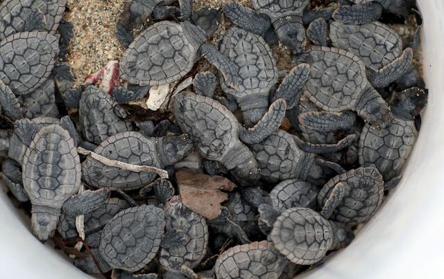 Tortuga persigue a investigador que la interrumpió en "acto amoroso"