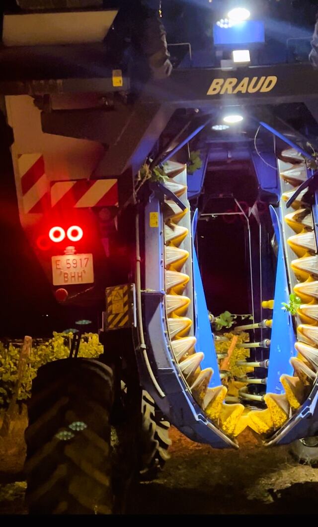 Vendimia nocturna en la cuna de la Verdejo