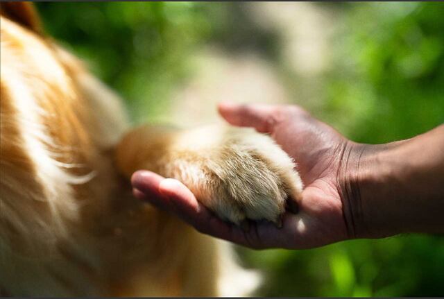 Cámara de Representantes evalúa medida para proteger a las mascotas de los adultos mayores