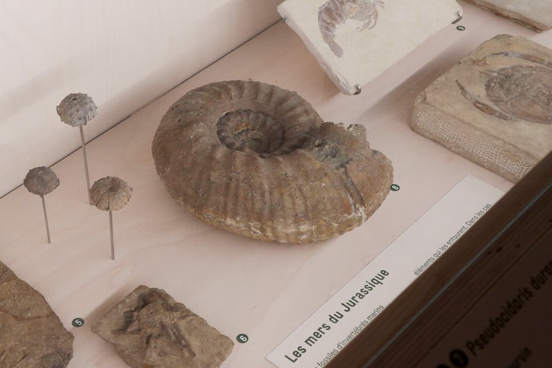 El Museo Nacional de Historia Natural de París organiza una exposición temporal en la que rescata fósiles de dinosaurios de hace 140 millones de años para mostrar a los visitantes los animales que poblaban lo que hoy es Francia. EFE/ Edgar Sapiña Manchado