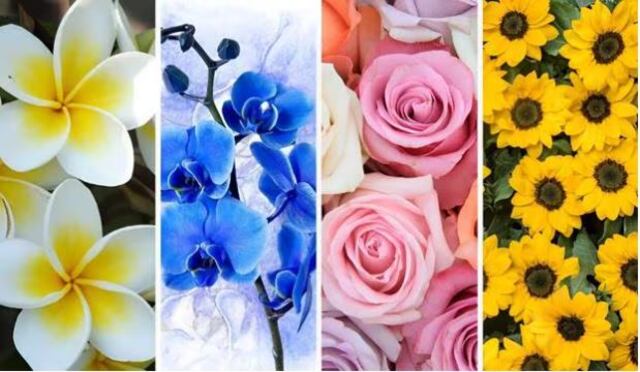 Escoge una flor y conocerás con que luchas internamente