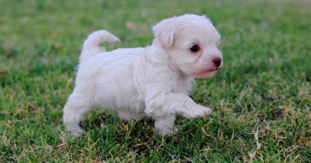 Pagan $5,000 por perros ‘poodle toy’ y no se los entregan