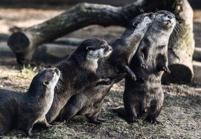 Nutrias de un acuario de Estados Unidos dan positivo a COVID-19