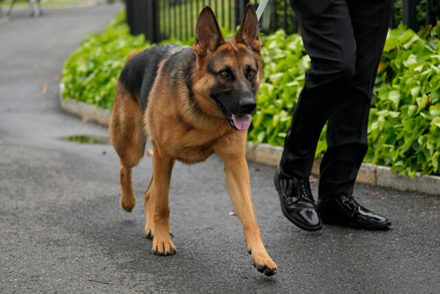 Perro del presidente Biden muerde a otro agente del Servicio Secreto