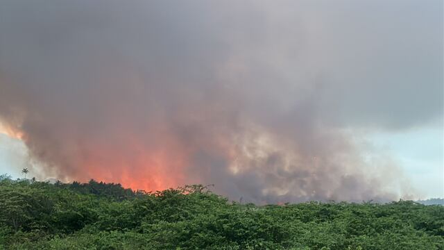 Más de 70 cuerdas afectadas por incendio forestal en Vega Baja