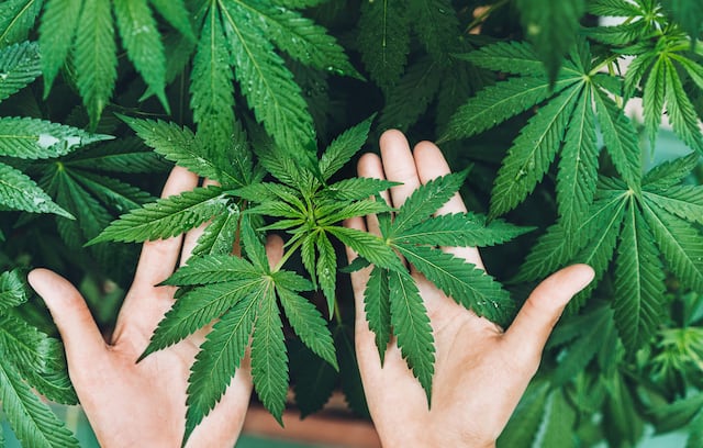 Celebran primera Jornada del cannabis y cáñamo en Puerto Rico