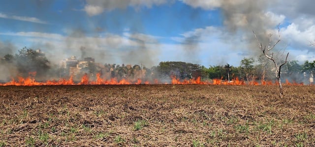 Reportan fuego forestal en el Jardín Botánico de la UPR
