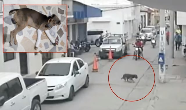 Indignante video: lanzan a un perro desde un tercer piso en Colombia