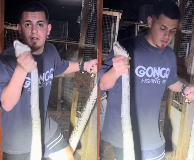 “Llegaron a la metro”: ‘Gongo’ captura enorme y “saludable” serpiente en Puerto Nuevo