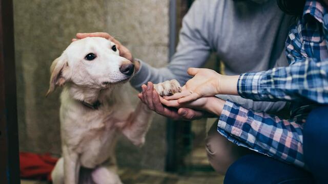 Estudio demuestra el impacto psicológico de separación forzada entre un humano y su mascota