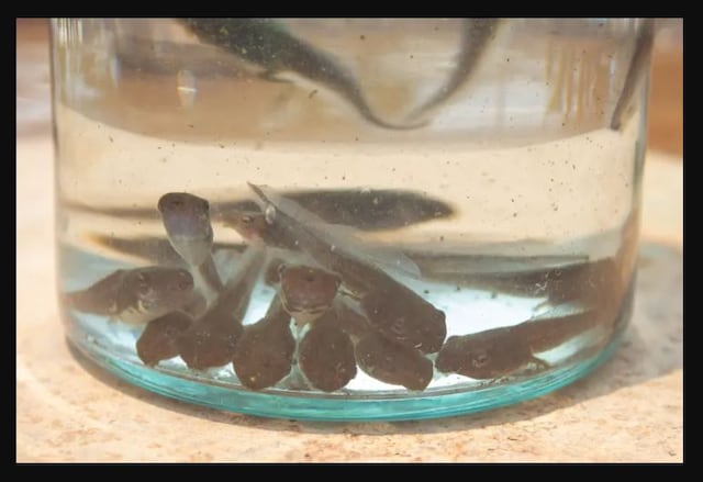 Viral en TikTok: El ‘agua de renacuajo’ es el último truco para perder peso de la Generación Z