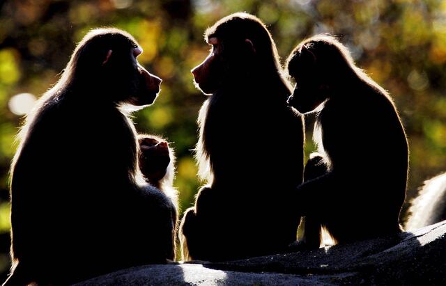 Identifican intimidación sexual de monos babuinos machos a hembras
