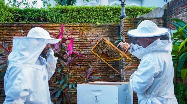Fundadora de Karma Honey Project alega que criminal canadiense se aprovechó de la entidad