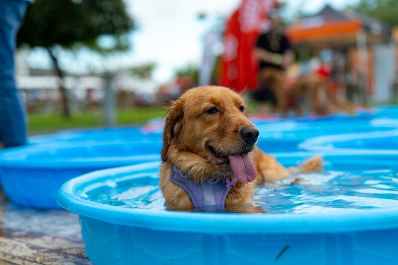 Vuelve el ‘Bark & Play’ para celebrar el ‘Pet Day’.