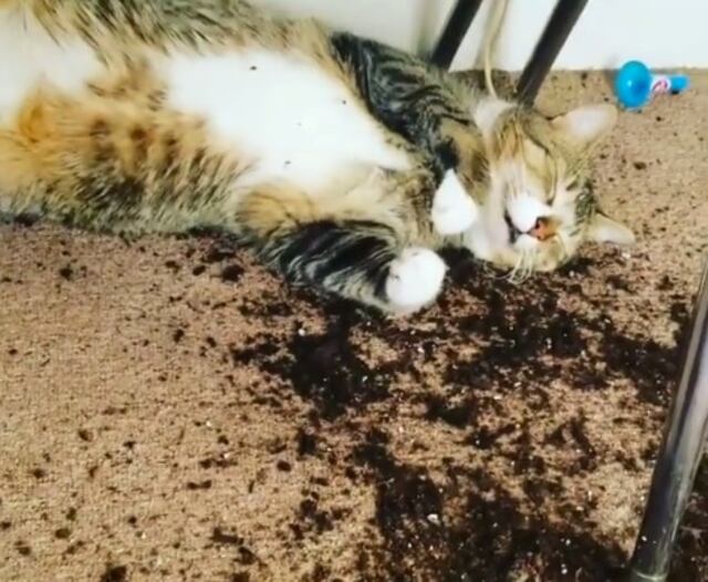 Gatitos comen marihuana y lo que hicieron después se hizo viral