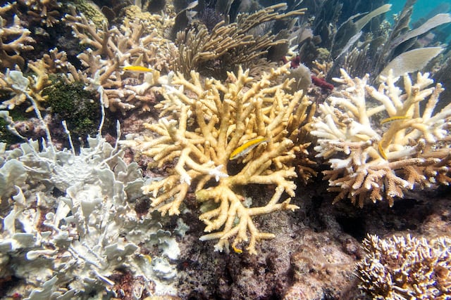 DRNA celebra la Semana de Arrecifes de Coral con varias actividades para las comunidades