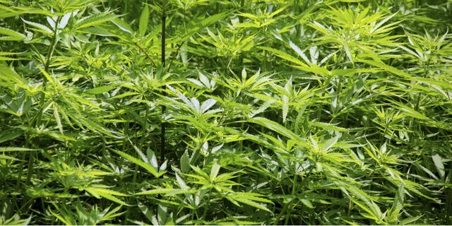 Incautan 89 plantas de marihuana en allanamiento en residencia en Manatí