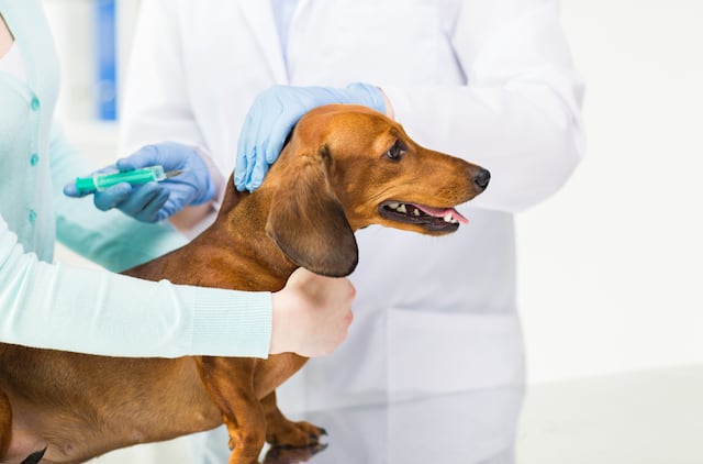 ¿Las mascotas pueden contagiarse de viruela símica?