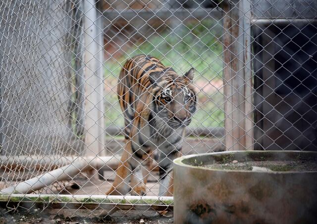 Decenas de tigres en cautiverio mueren en Tailandia