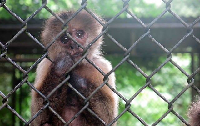 Plan del zoológico de Mayagüez prevé traslado de animales