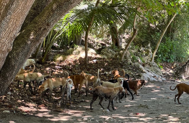 Denuncian abandono de 20 perros en la zona de Guajataca