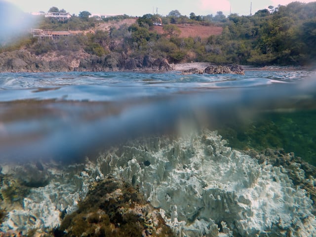 Blanqueamiento masivo arrasa los corales del Caribe y la ayuda no llega
