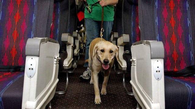 ¿Perro de servicio o de apoyo emocional?
