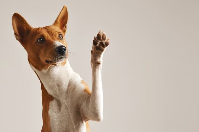 Adopta un perro en Isabela: así es el proceso