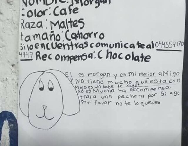 Niña encuentra a su perrito perdido tras dibujar tierno cartel de búsqueda y ofrecer "chocolate" de recompensa
