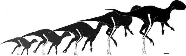 Descubren el dinosaurio ornitópodo más pequeño del mundo