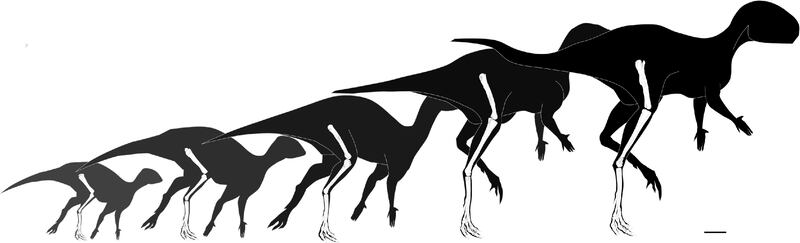 Un diminuto ornitópodo de 125 millones de años de antigüedad, con medio metro de longitud, es el dinosaurio más pequeño del mundo, una nueva especie que se ha hallado en los yacimientos paleontológicos de la sierra de la Demanda (Burgos), y que además se perfila como el eslabón primitivo en la evolución de los rhabdodóntidos. EFE/ Museo de Dinosaurios de Salas de los Infantes // SOLO USO EDITORIAL/SOLO DISPONIBLE PARA ILUSTRAR LA NOTICIA QUE ACOMPAÑA (CRÉDITO OBLIGATORIO)