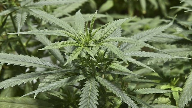 ¿Despenalización de la marihuana será un negocio o un derecho humano?
