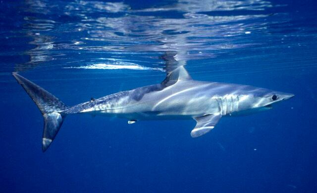 Población de tiburones cayó 70% en medio siglo, según estudio
