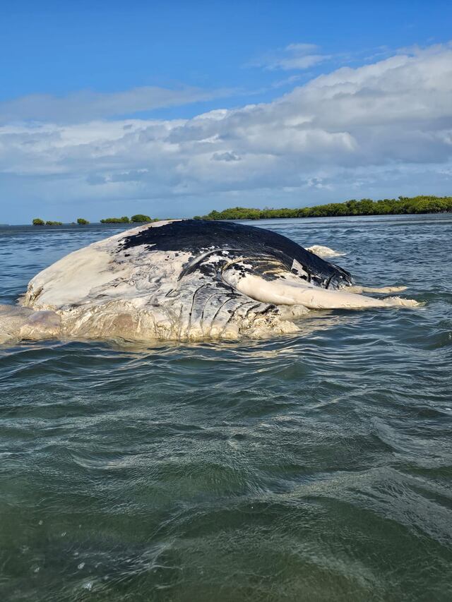 DRNA informa sobre hallazgo de ballena jorobada muerta en Cayo Caribe