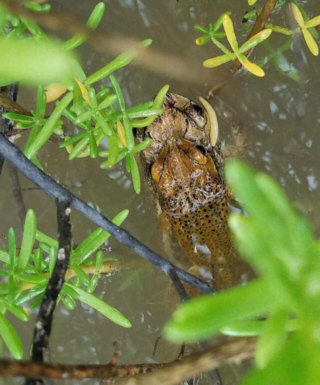 Sapo Concho se reproduce en el Bosque de Guánica tras paso de Karen