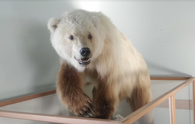 Conoce al oso pizzly, una especie que apareció debido al calentamiento global