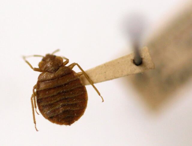 Inventaron plaga de pulgas para ahuyentar turistas de alquileres a corto plazo