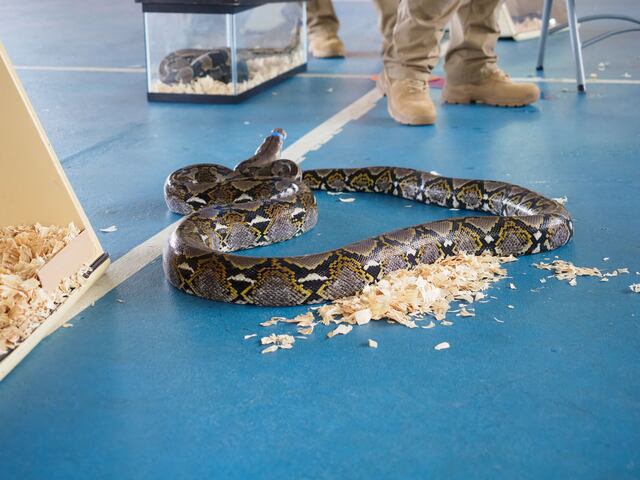 DRNA evalúa crear industria de pieles de culebra y caimán para controlar invasión de estas especies