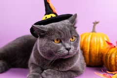 ¿Por qué es bueno tener un gato en casa? La ciencia revela sus beneficios