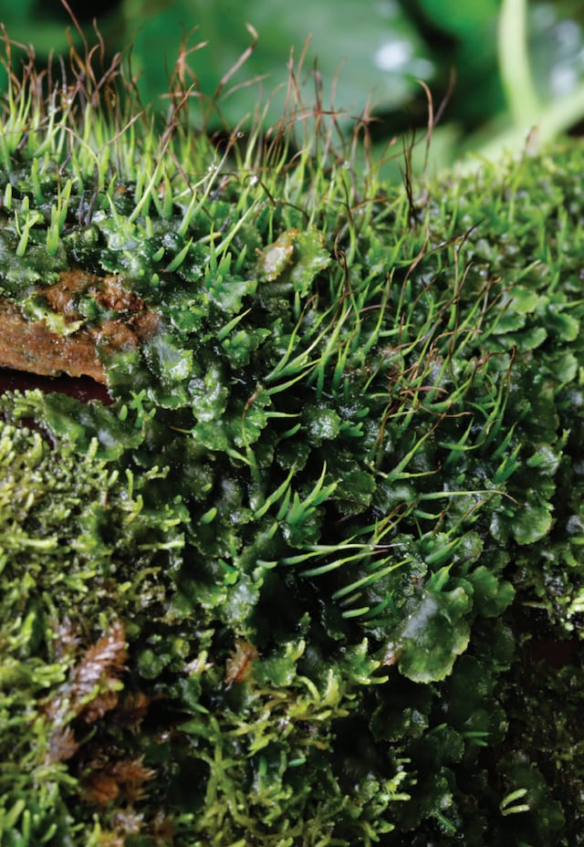 Briofitas: Pequeñas plantas con una gigante aportación a los bosques