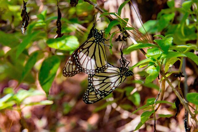 Población de la mariposa monarca se desploma 59% y se teme que desaparezca