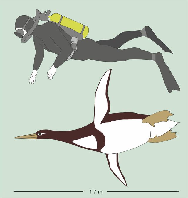 Pingüino prehistórico tenía el tamaño de un humano