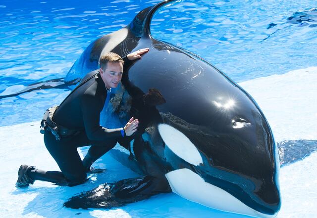 SeaWorld ofrece a visitantes encuentro más "natural" con orcas