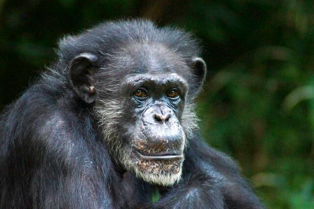 Muere chimpancé en zoológico de Carolina del Norte a los 46 años